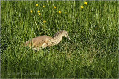 Crabier chevelu - Squacco heron 6334.JPG