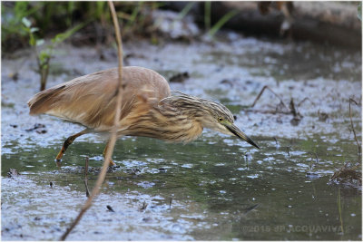 Crabier chevelu - Squacco heron 6268.JPG