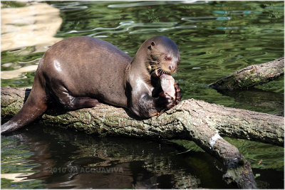 loutre gante - giant otter 2959.JPG