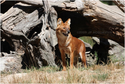 dhole 086.JPG