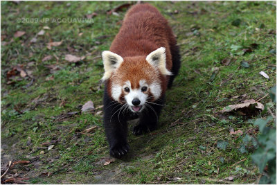 petit panda - lesser panda.JPG