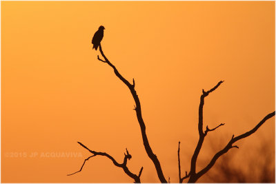 Kruger à l'aube - dawn on the Kruger.JPG