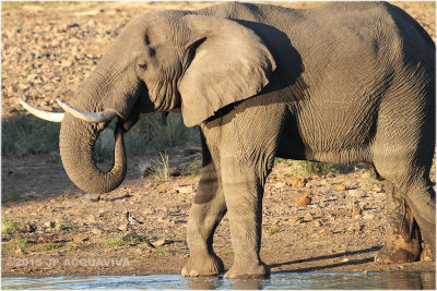 drinking elephant 8238.JPG