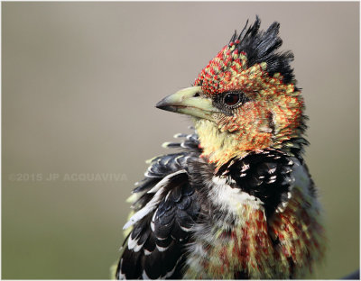 barbican promepic - crested barbet.JPG