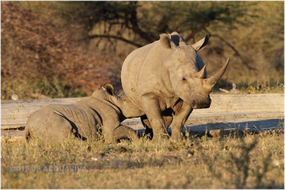 rhinocéros blanc - white rhino 7514.JPG