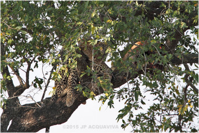 hidden leopard.JPG