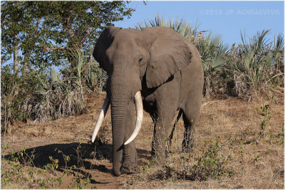 Kruger national park june 2015