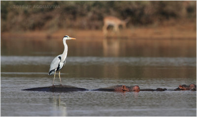 hippo lift 8186.JPG