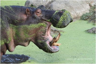 hippo close up 7752.JPG