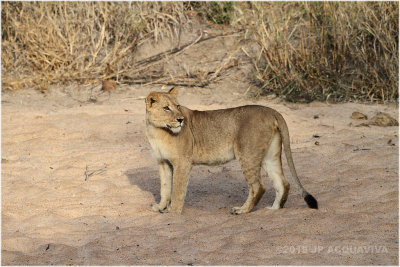 lionne - lioness.JPG