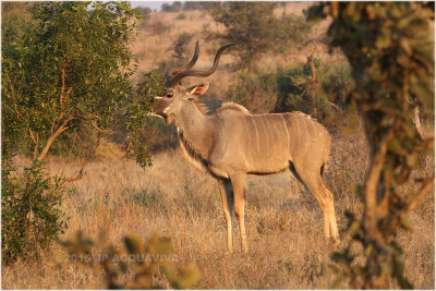 grand koudou - greater kudu 8091.JPG