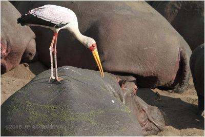 tantale ibis - yellow-billed stork 7691.JPG