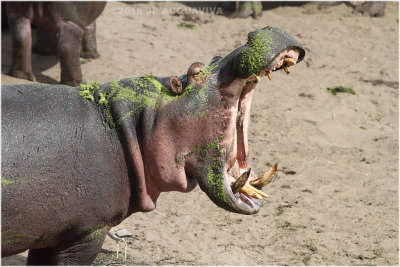 hippo baillant - hippo yawn 7827.JPG