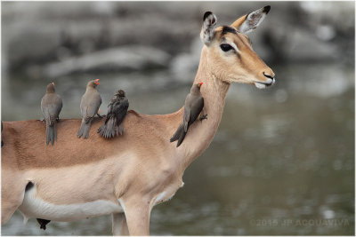 impala et piques- boeuf - impala hosting oxpeckers.JPG