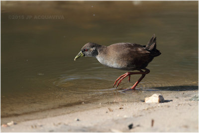 râle noir - black crake juvenile 7605.JPG