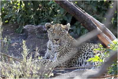 leopard 2 7947.JPG