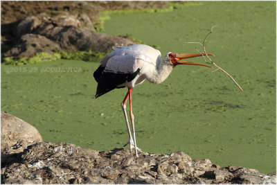 tantale ibis - yellow-billed stork 7770.JPG