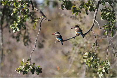 martin double - twin brown-hooded kingfishers