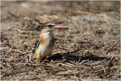 martin pêcheur - brown-hooded kingfisher.JPG