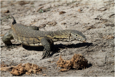 varan - nile monitor.JPG