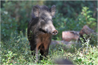 sanglier - wildboar 8290.JPG