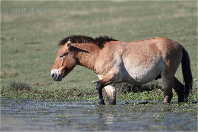 Cheval de Przewalski - Przewalski's horse.JPG
