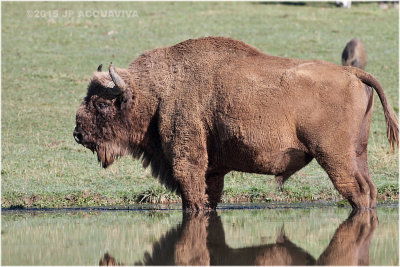 Bison dEurope - European bison 8627.JPG