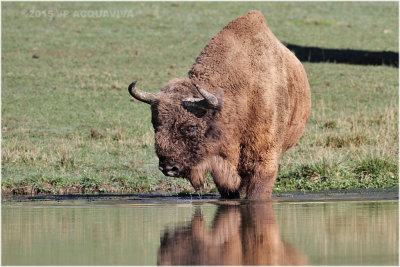 Bison dEurope - European bison 8626.JPG