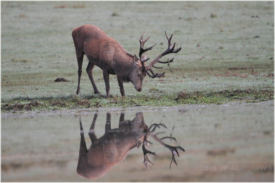 Brame du cerf 2015 - Red deer rut 2015