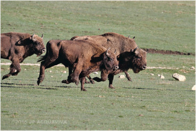 La charge des bisons !