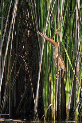 Blongio nain - little bittern 7438.JPG