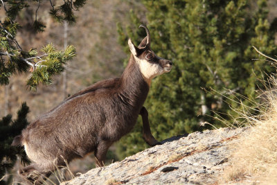 Chamois  8938.JPG