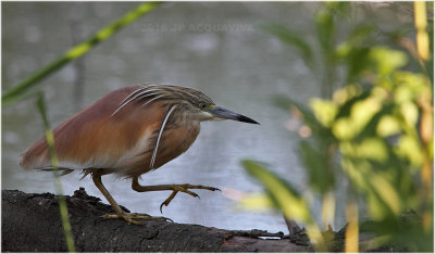 crabier chevelu - squacco heron 5812.JPG