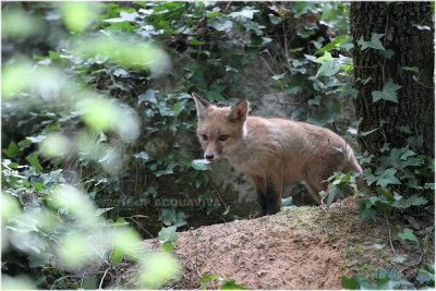 renardeau - fox cub_5947.JPG