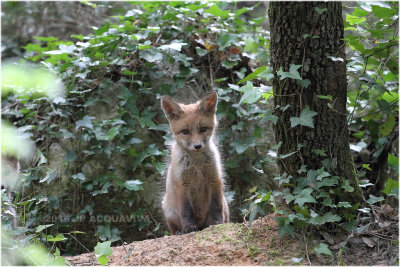 renardeau - fox cub_5946.JPG