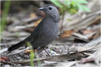 moqueur chat - grey catbird_9630.JPG