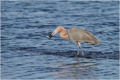 aigrette roussâtre - reddish egret_0720.JPG