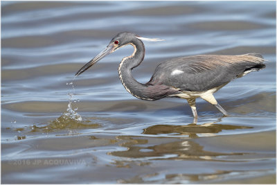 aigrette tricolore - tricolored heron_0638.JPG