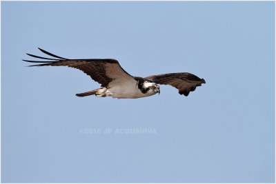 balbuzard - osprey_1352.JPG