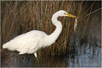 grande aigrette - great egret_1183.JPG