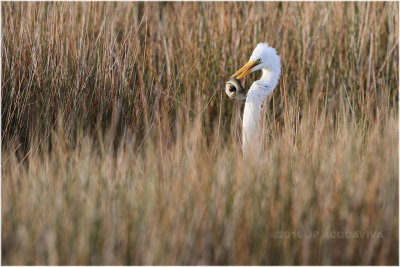 grande aigrette - great egret_1192.JPG