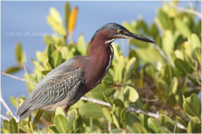 hron vert - green heron_1243.JPG