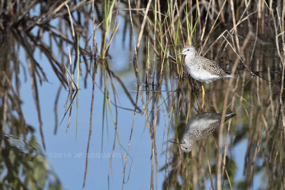 petit chevalier - lesser yellowlegs_1296.JPG