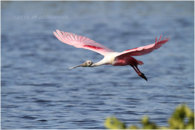 spatule rose - roseate spoonbill_1074.JPG