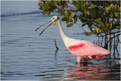 spatule rose - roseate spoonbill_1264.JPG