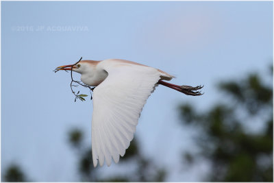 heron garde-boeufs - cattle egret_0784.JPG