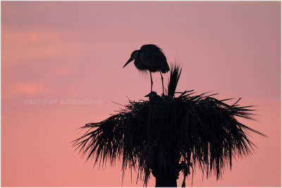 grand heron - GBH_5588.JPG