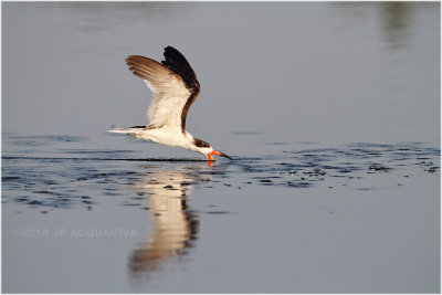 bec en ciseaux - black skimmer_5661.JPG