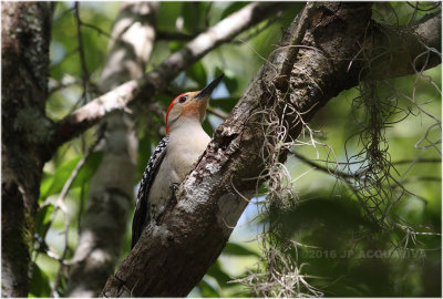pic  ventre roux - red bellied woodpecker _8257.JPG
