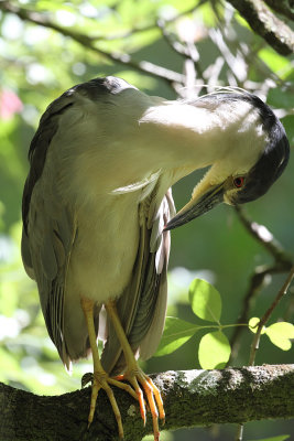 Bihoreau - black crowned heron_0331.JPG